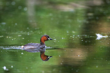 Zwergtaucher (Tachybaptus ruficollis)