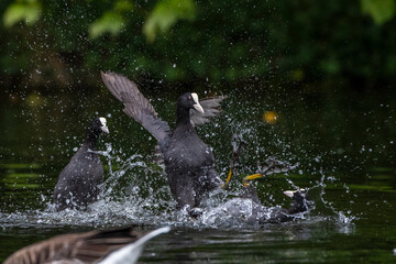 Bläßhühner (Fulica atra) streiten sich