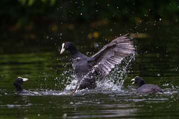 Bläßhühner (Fulica atra) streiten sich