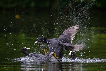 Bläßhühner (Fulica atra) streiten sich