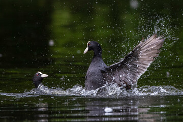 Bläßhühner (Fulica atra) streiten sich