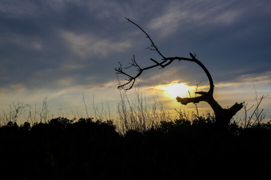 &Aacute;rbol muerto a contraluz sobre sol de atardece con cielo azul oscuro  y nubes