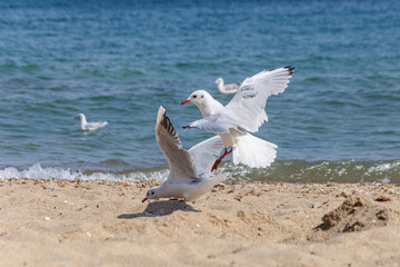 Fototapeta na wymiar Two large Ivory gulls fight for food on the sandy seashore