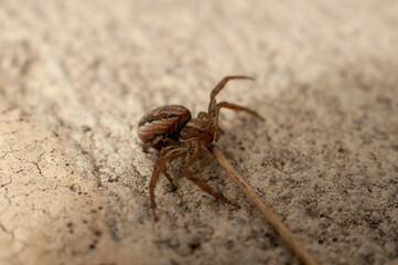 Close-up of an european garden spider (Araneus Diadematus) crawling on a wall. Selective focus.