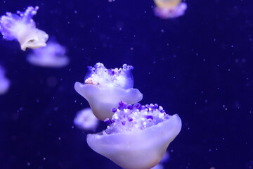 jellyfish 3