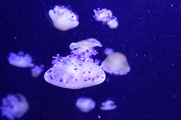 jellyfish 2