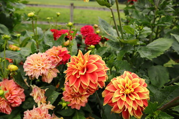 Dahlia flowers. Called Nick Sr or Swan Dahlias. Colorful and beautiful. At a Swedish garden during the summer. Selective focus, blurry background. Close up and isolated. Västergötland, Sweden, Europe.
