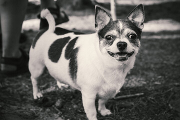 Pets. Black and white portrait of a Chihuahua dog.