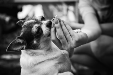 Pets. A woman feeds a Chihuahua dog.