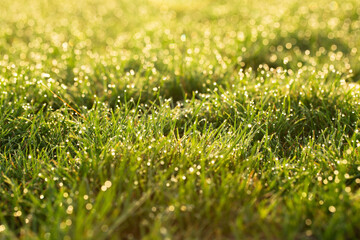 Lush green grass in the morning