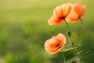 Red wild-growing poppy