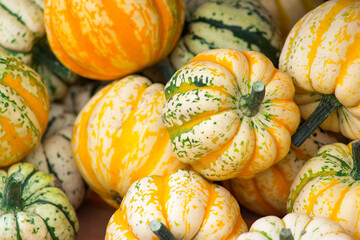 Zbiór małej dyni ozdobnej © POLEX