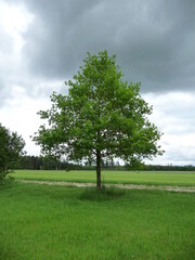 NatureBoy. Bäume dieser Welt