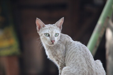 A beautiful gray cat