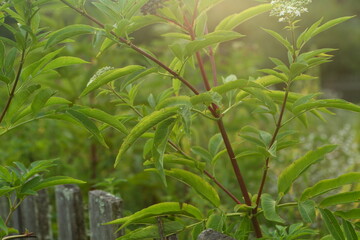 Elderberry (Sambucus ebulus)