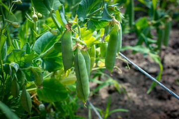 Obraz premium The pods of juicy green peas hang on the pea plant. Healthy peas growing in garden beds close-up. selective focus.
