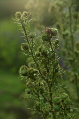 Flowering thistle