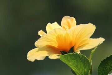 Yellow hibiscus flower