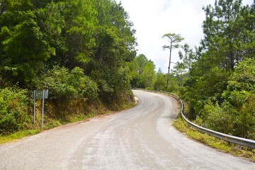 road in the forest