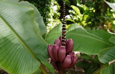 Banana flower - The teardrop-shaped purple flower at the end of the banana fruit cluster in a banana tree is called as banana heart. Martinique island.