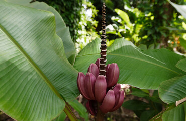 Banana flower - The teardrop-shaped purple flower at the end of the banana fruit cluster in a...
