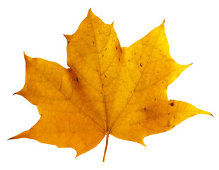 Autumn maple branch with leaves  isolated on  background