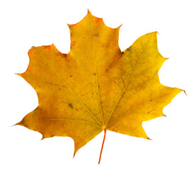 Autumn maple branch with leaves  isolated on  background