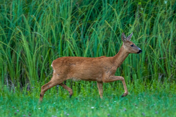 Reh (Capreolus capreolus)