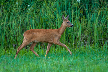Reh (Capreolus capreolus)