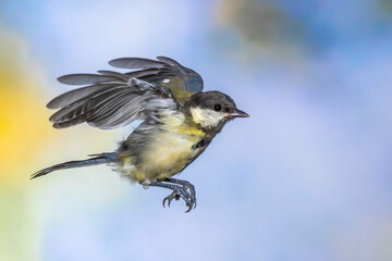 Kohlmeise (parus major)