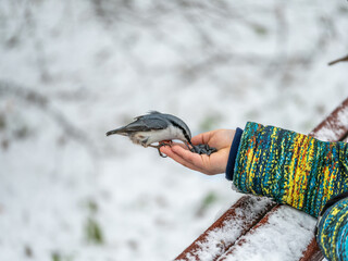 The Eurasian nuthatch sits on boy's hand