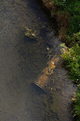 water flowing in the forest river park lake summer pipe in water ducks nature summer 