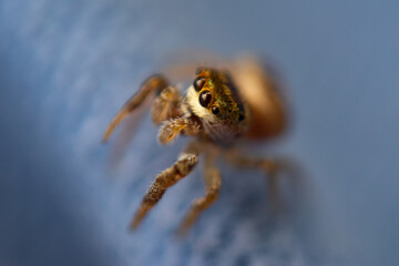 spider