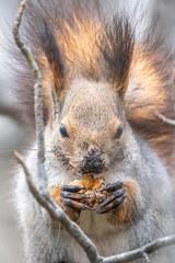 The squirrel with nut sits on tree in the winter or autumn. Eurasian red squirrel, Sciurus vulgaris.