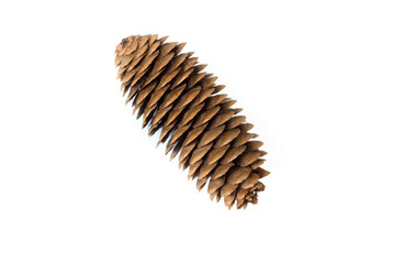 Pinecone isolated on white background