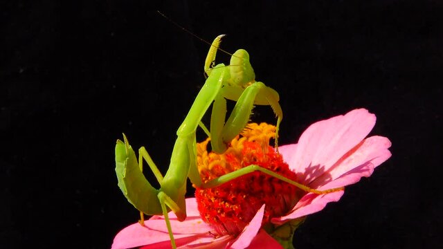 The predatory insect preys on plants. The European mantis (Mantis religiosa).