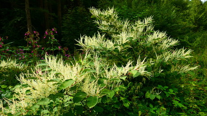 japanischer Knöterich