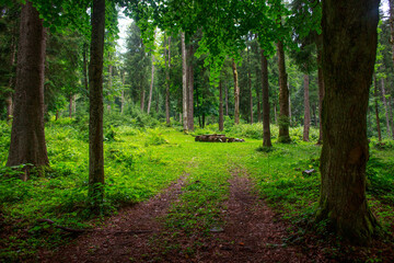 Fototapeta premium Landscape of coniferous and deciduous green forest, tourism and pure nature of Ukrainian Carpathians