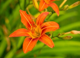 Obraz premium Tiger Lily