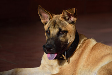 A young brown dog with a black muzzle, sitting in front of a dark brown background