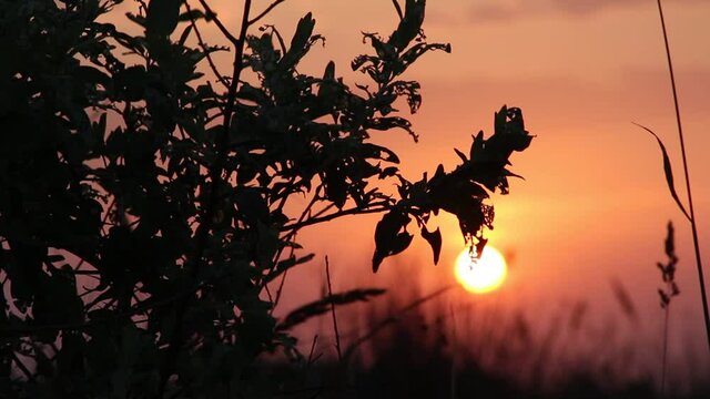 A red sky and the sun in olive trees. The golden hour of the sunrise seclusion of early morning. Beautiful summer dawn meditation. Melody of the southern desert morning near the water.