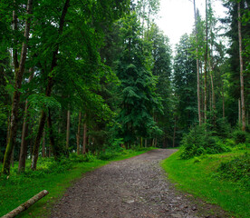 Landscape of coniferous and deciduous green forest, tourism and pure nature of Ukrainian Carpathians
