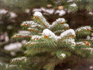 Background of green spruce branches in autumn or winter snowfall
