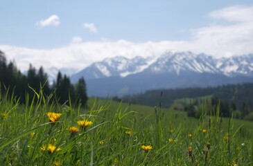 mountain meadow