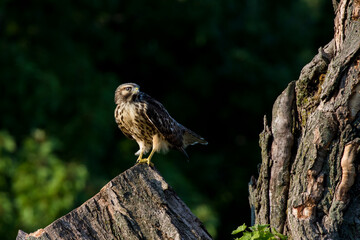 red-shouldered hawk (Buteo lineatus)