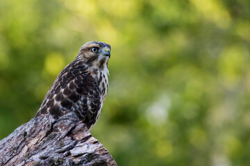 red-shouldered hawk (Buteo lineatus)
