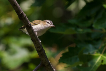 red-eyed vireo (Vireo olivaceus) in summer