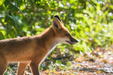 young red fox in autumn