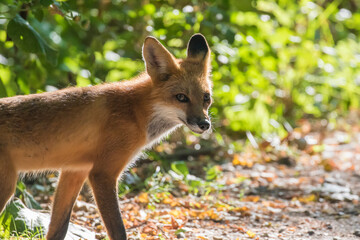 young red fox in autumn