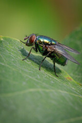 Lucilia caesar is a member of the fly family Calliphoridae commonly known as blow flies.